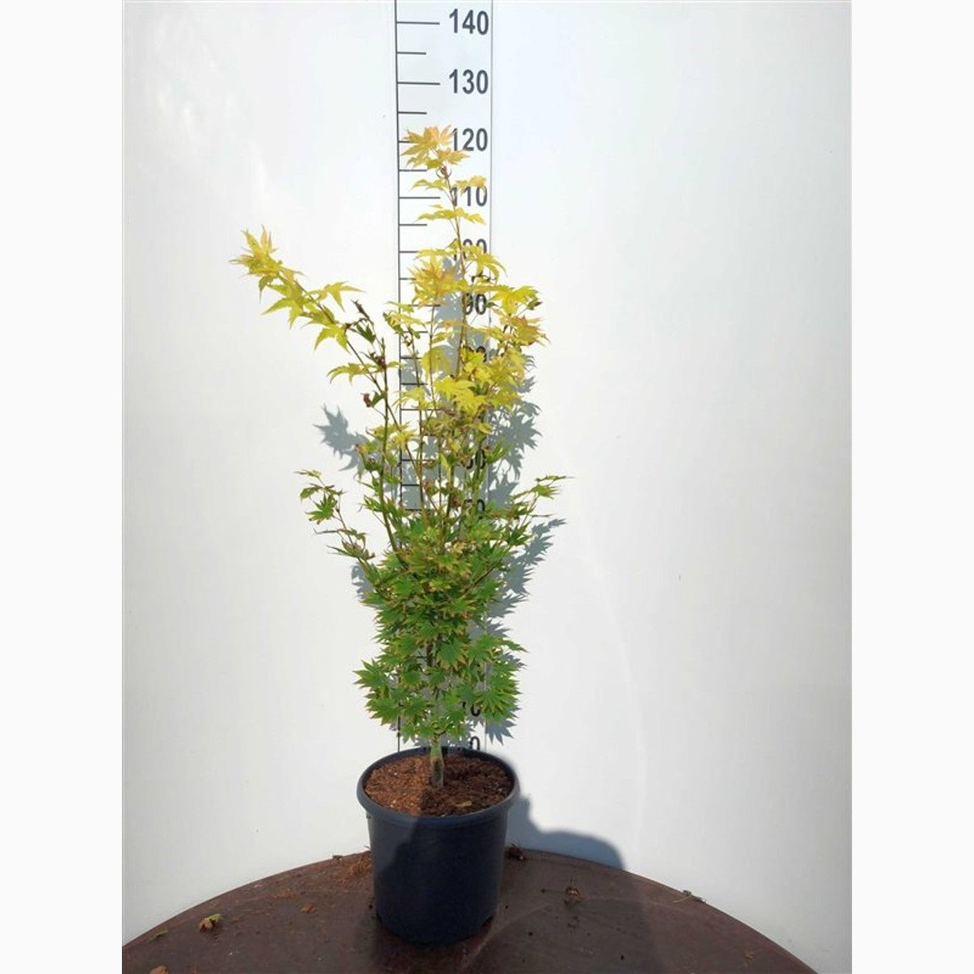 Japansk lönn – Acer shirasawanum 'Jordan' - C10 80-100 CM